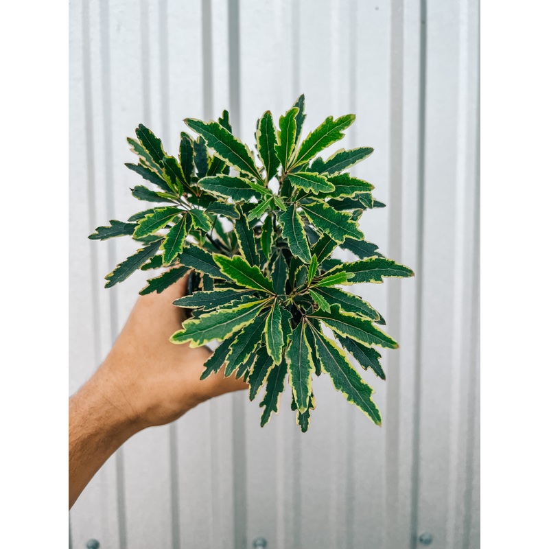 4 Aralia ‘Bianca’