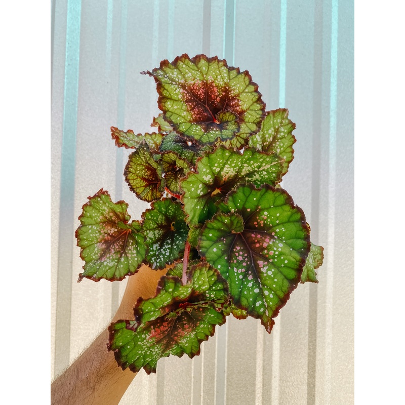 4 Begonia ‘Harmony’s Xmas Cheer’