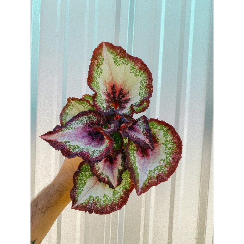4 Begonia ‘Harmonys First Kiss’