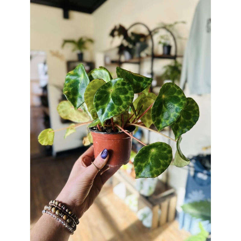 4 Begonia Kingiana