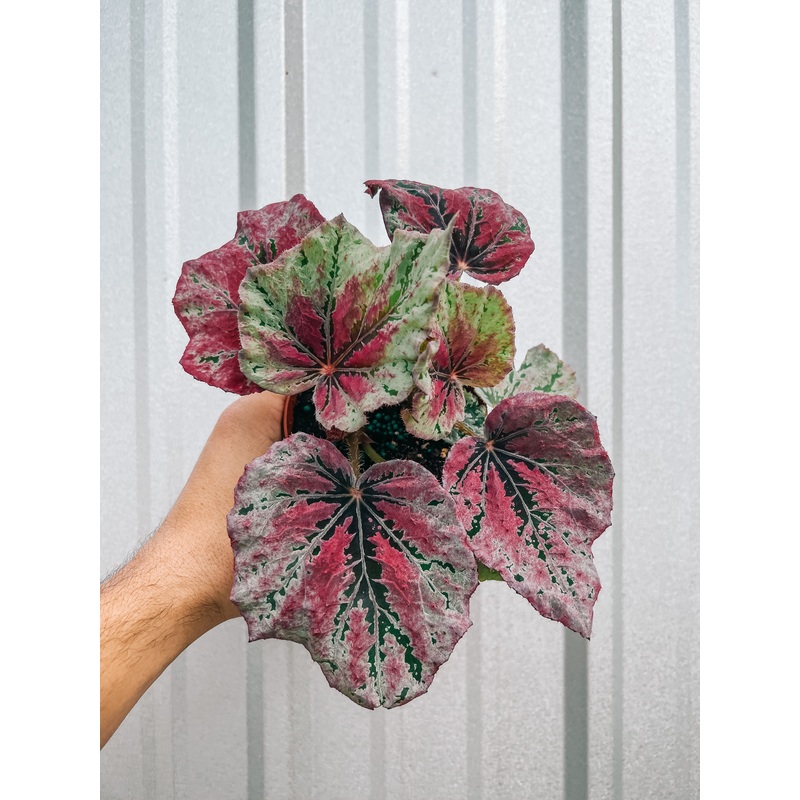 4 Begonia ‘Venetian Red’