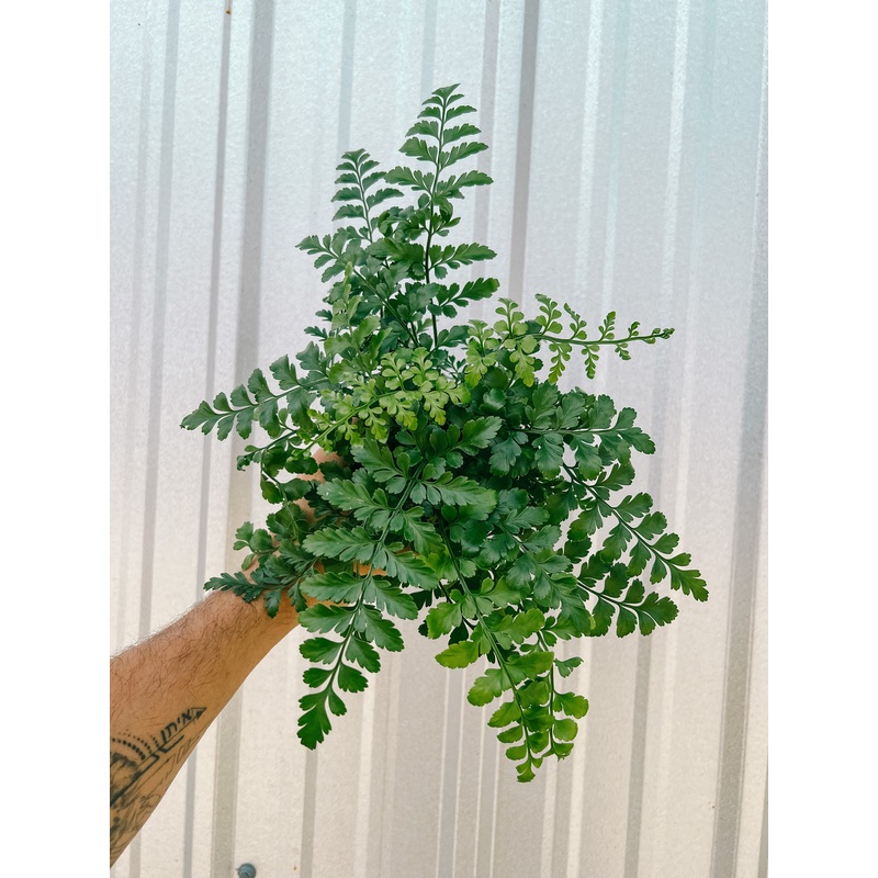 4 Birds Nest Fern ‘Austral Gem’