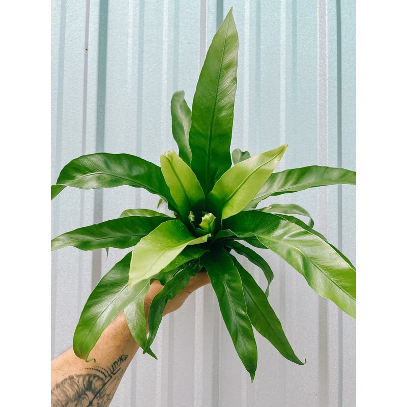 4 Birds Nest Fern ‘Japanese’