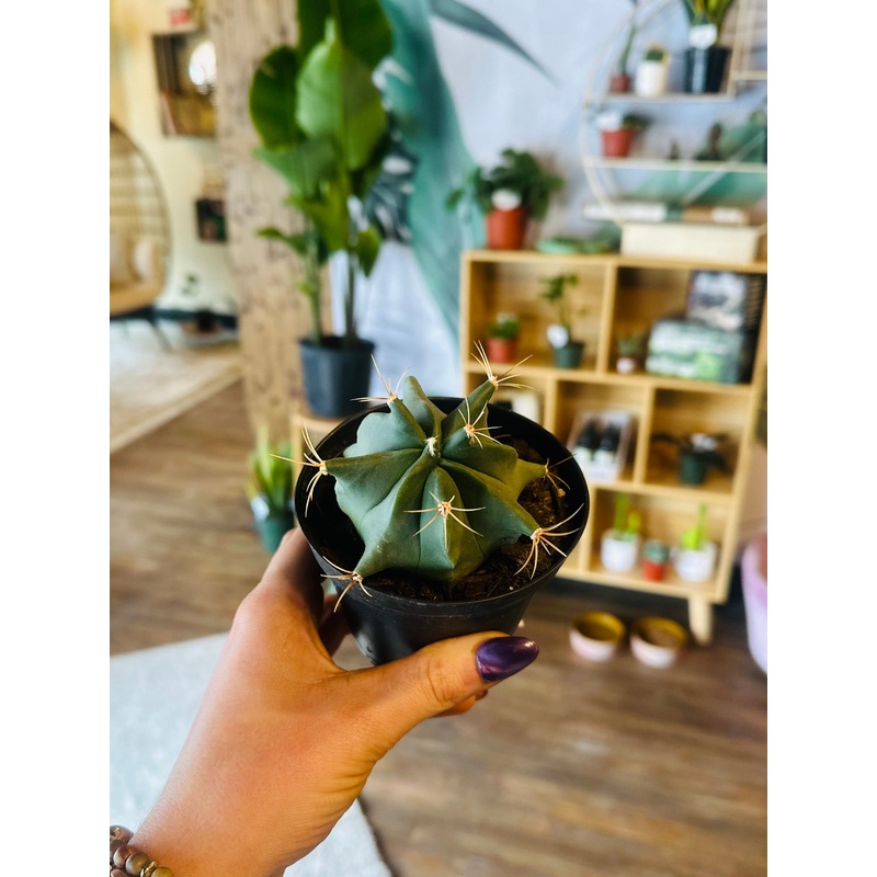 4 Blue Barrel Cactus