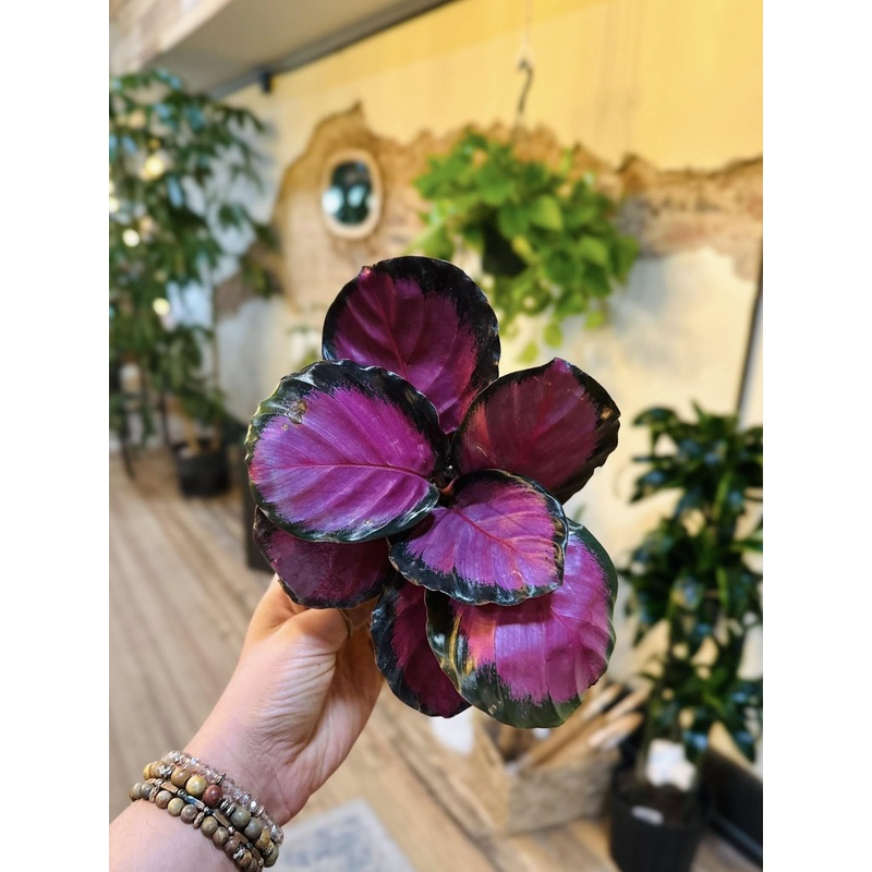 4 Calathea Purple Rose