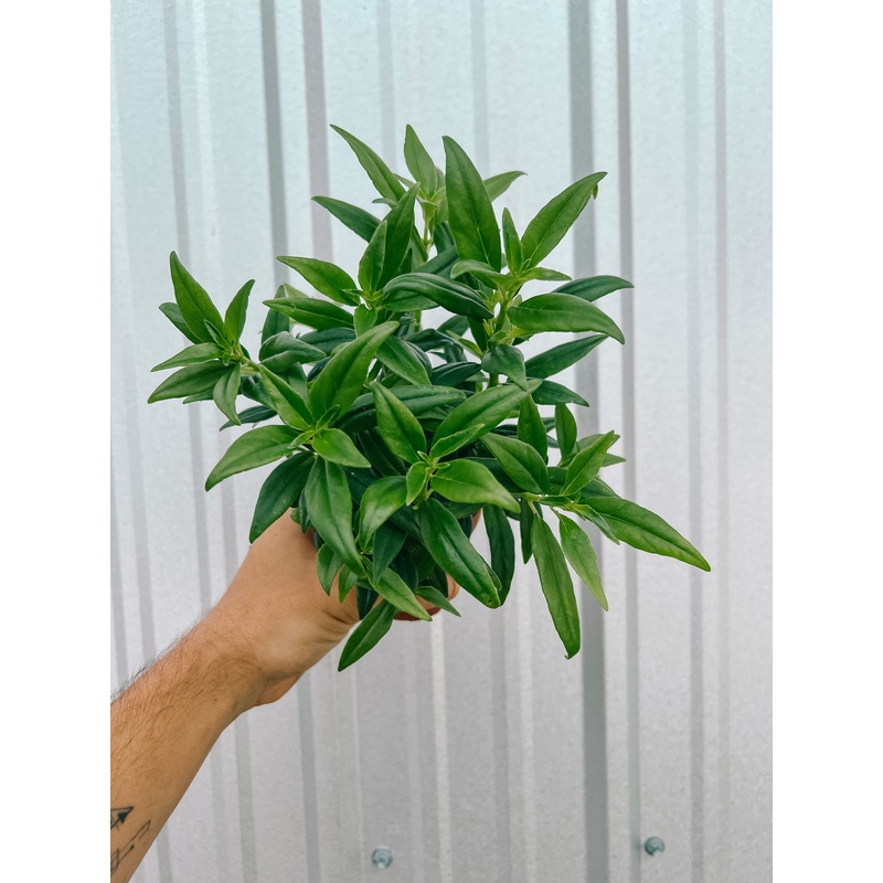 4 Columnea Hirta ‘Flying Goldfish’