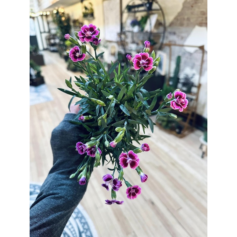4 Dianthus