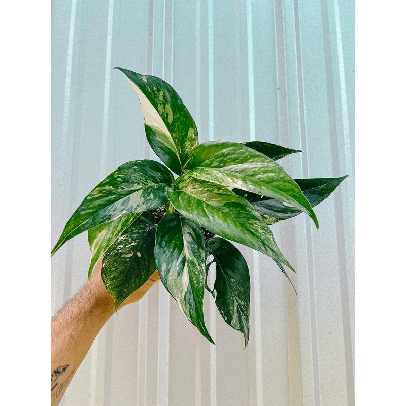 4 Epipremnum Pinnatum Albo Variegated