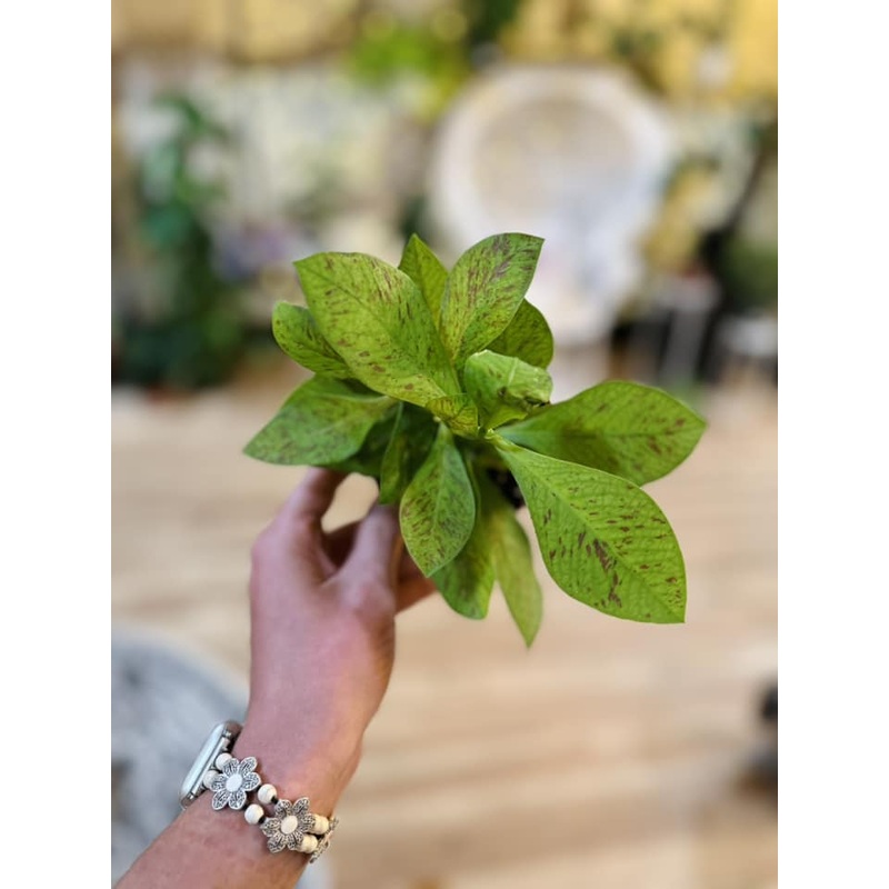 4 Euphorbia Grantii