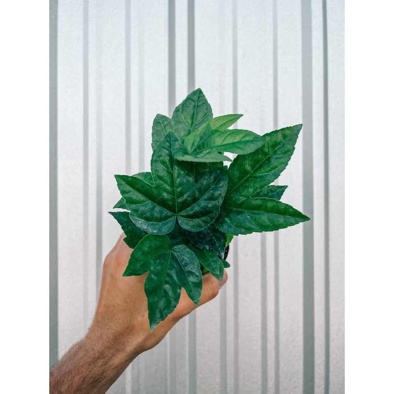 4 Fatsia ‘Japonica’ (Spiders Web)