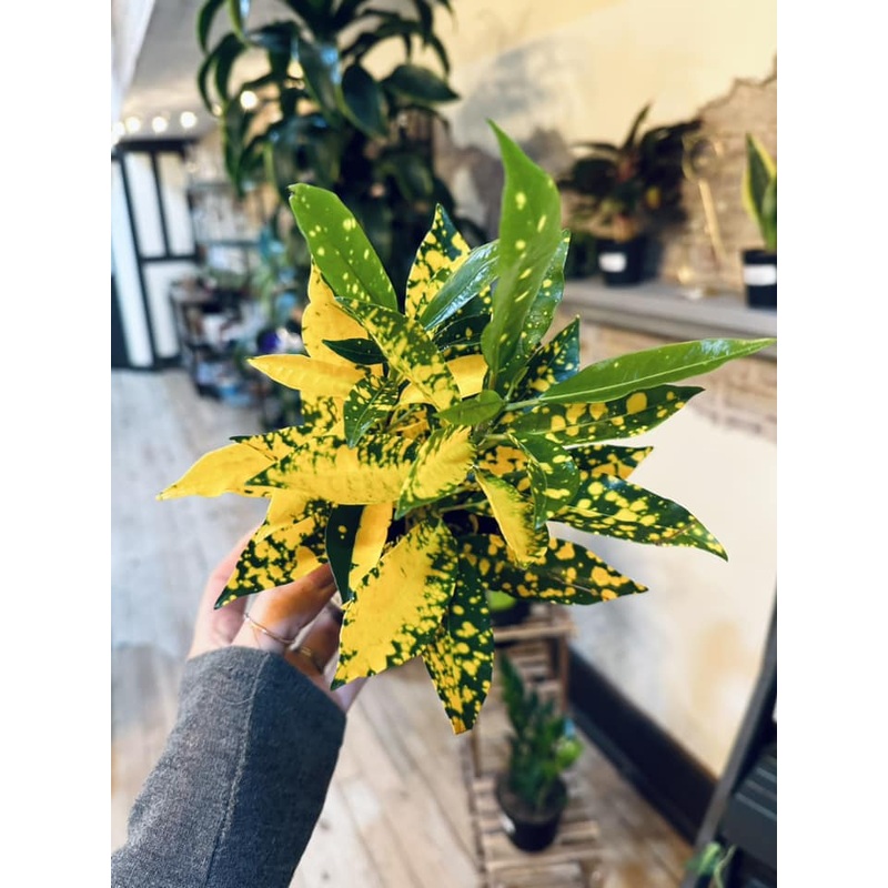 4 Gold Dust Croton