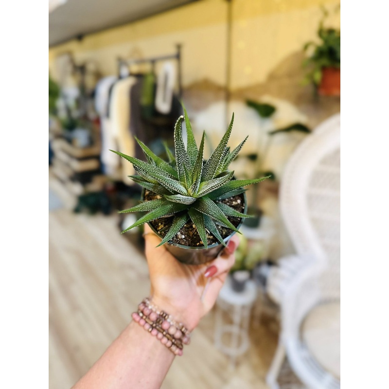 4 Haworthia Zebrina
