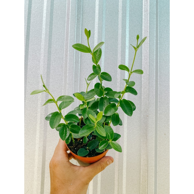 4 Hoya ‘Cumingiana’