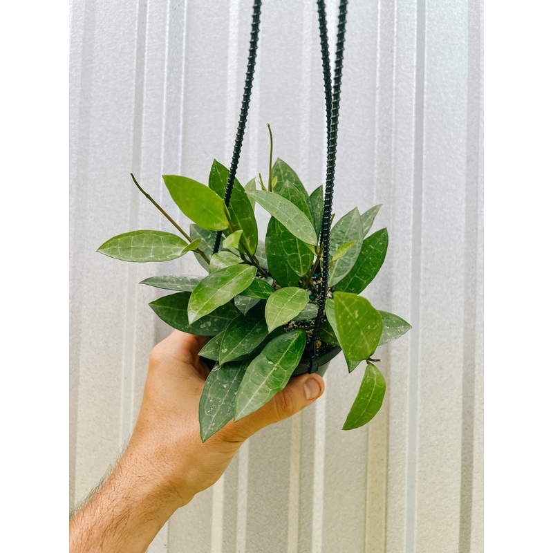 4 Hoya ‘Elliptica Black Petiole’ (Hanging Basket)