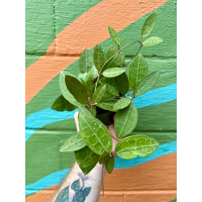 4 Hoya ‘Elliptica’ (Hanging Basket)
