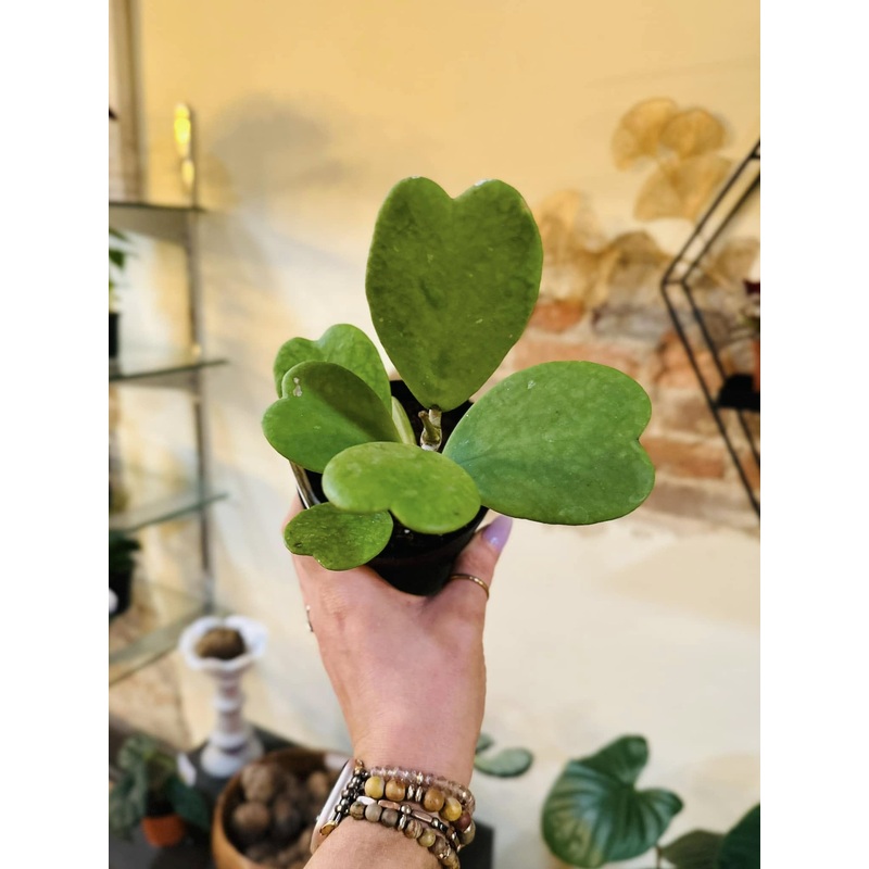 4 Hoya Kerri Heart