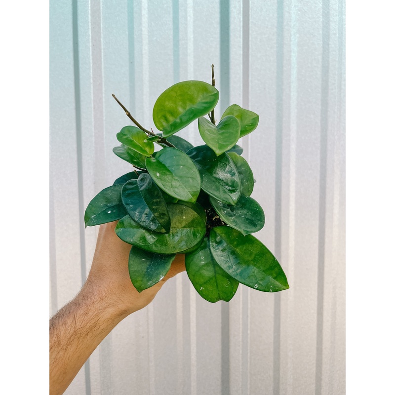 4 Hoya ‘Krinkle 8’
