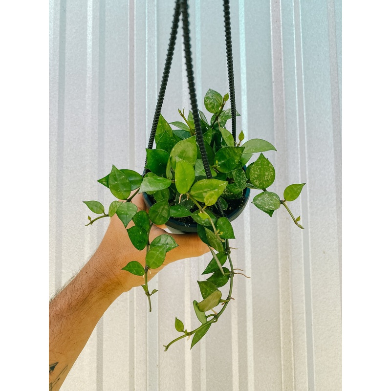 4 Hoya ‘Krohniana Splash’ (Hanging Basket)