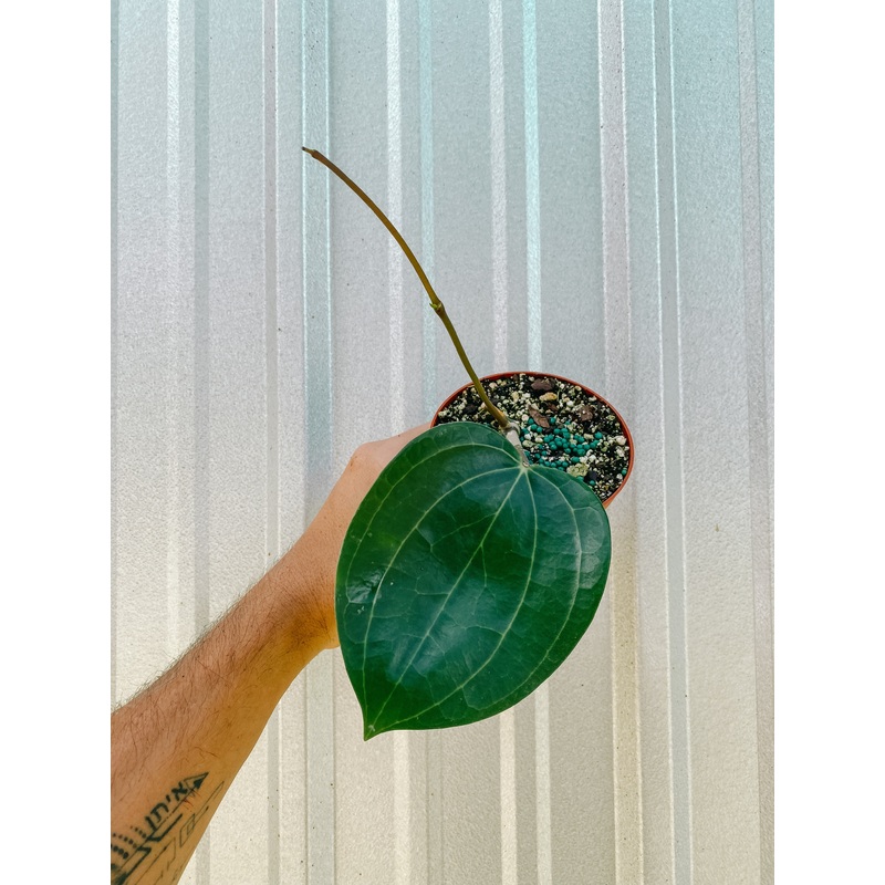 4 Hoya ‘Latifolia’ Dinner Plate