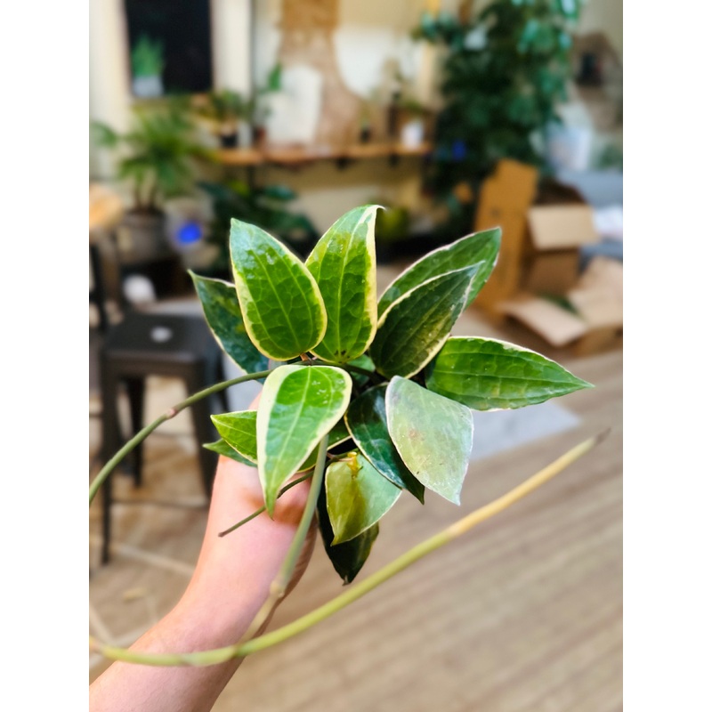 4 Hoya Macrophylla Variegated