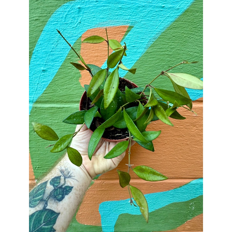 4 Hoya ‘Rosita’