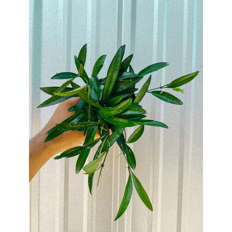 4 Hoya ‘Wayettii’