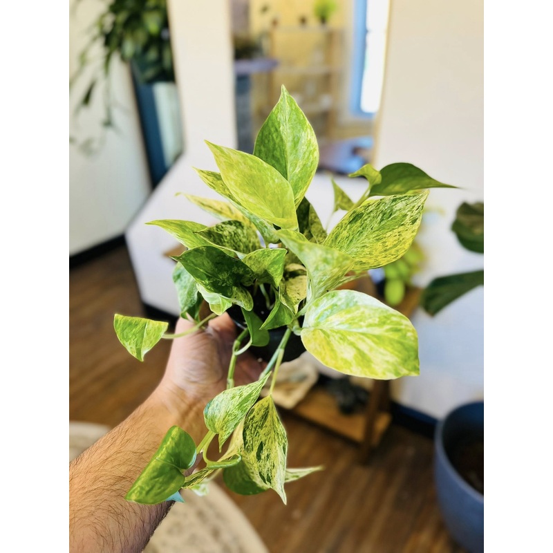 4 Marble Queen Pothos
