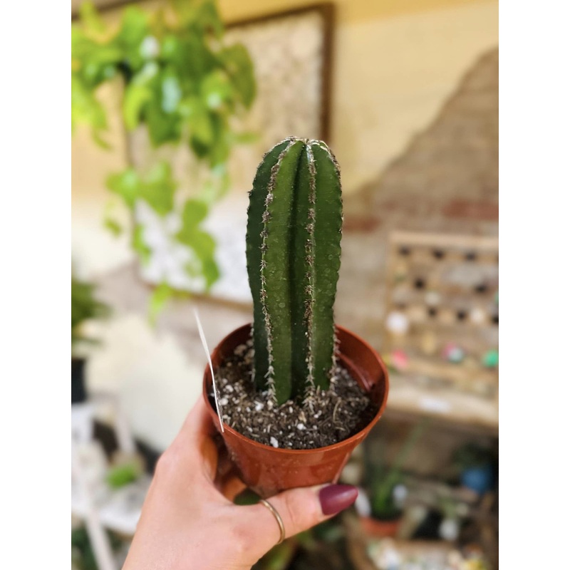 4 Mexican Fence Post Cactus