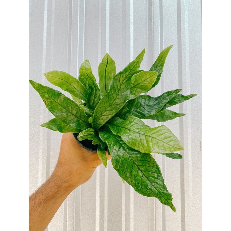 4 Microsorum Musifolium ‘Crocodile Fern’