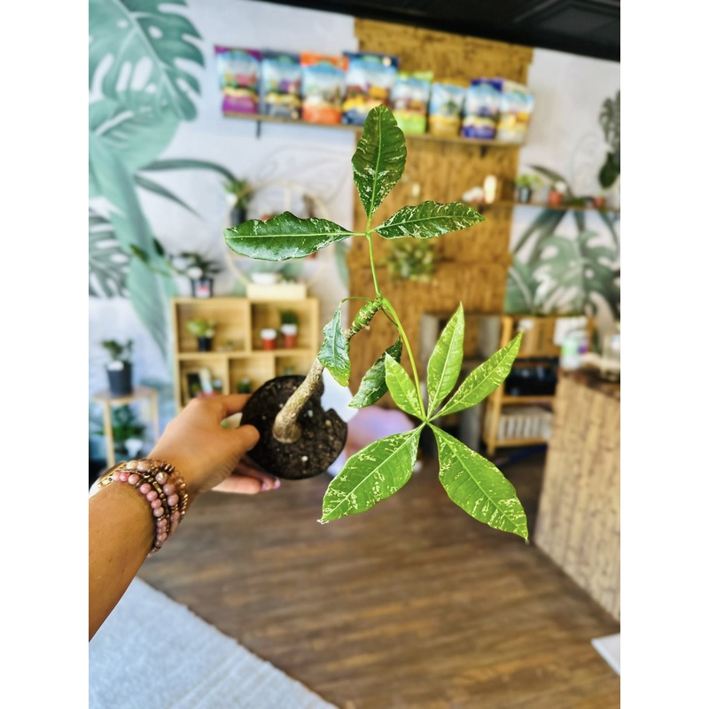 4 Money Tree Variegated