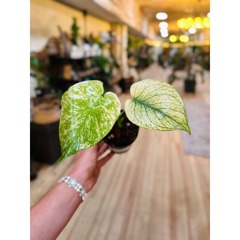 4 Monstera Deliciosa ‘Mint’