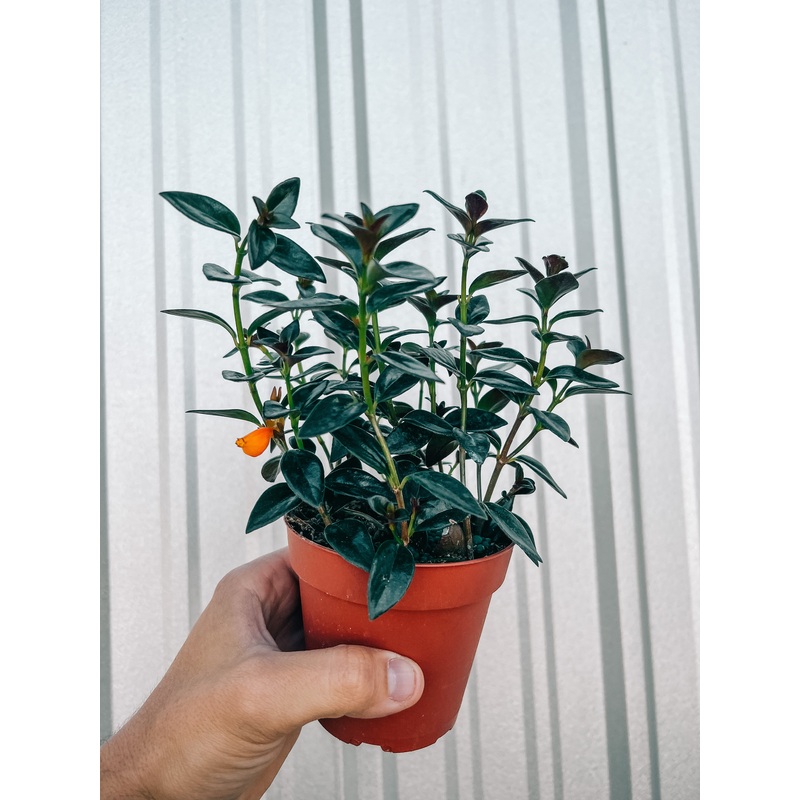4 Nematanthus sp. Goldfish ‘Black Gold’