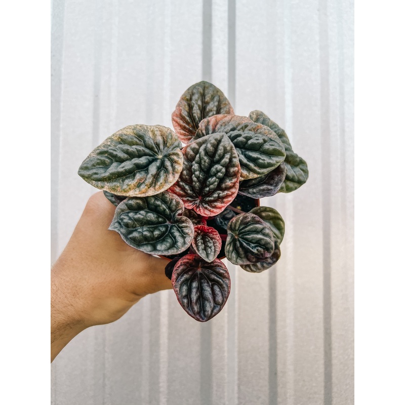 4 peperomia ‘Abricos’