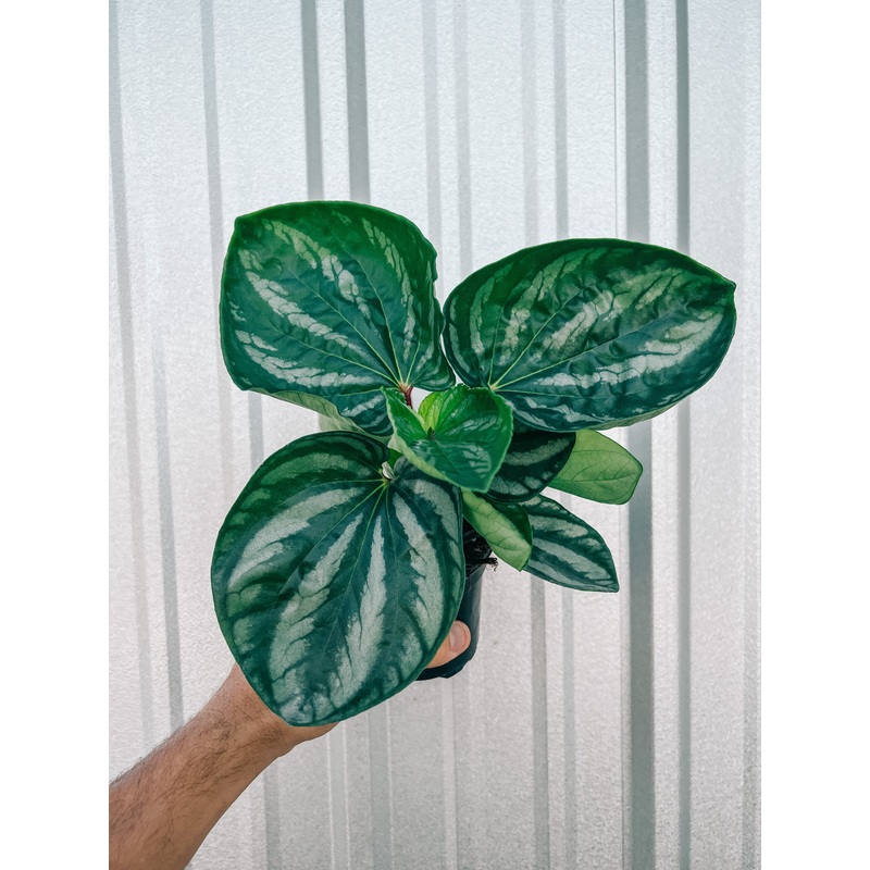 4 Peperomia ‘Ecuador’