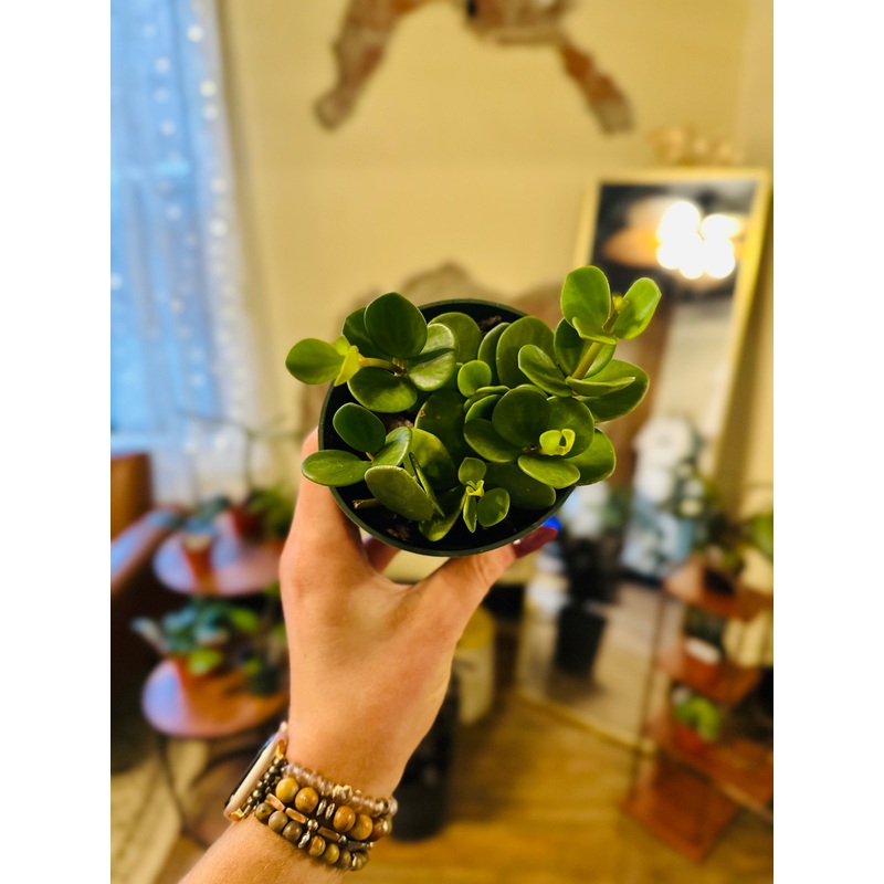 4 Peperomia Hope