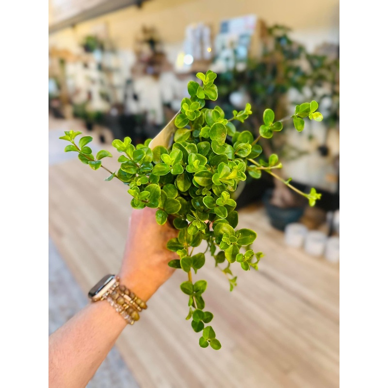 4 Peperomia Jitterbug