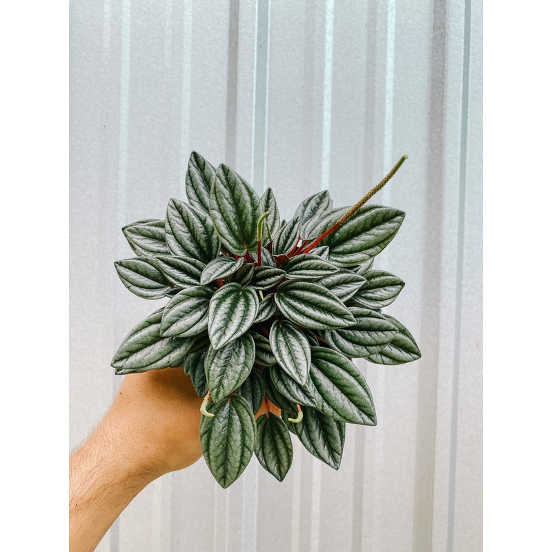 4 Peperomia ‘Pearl’
