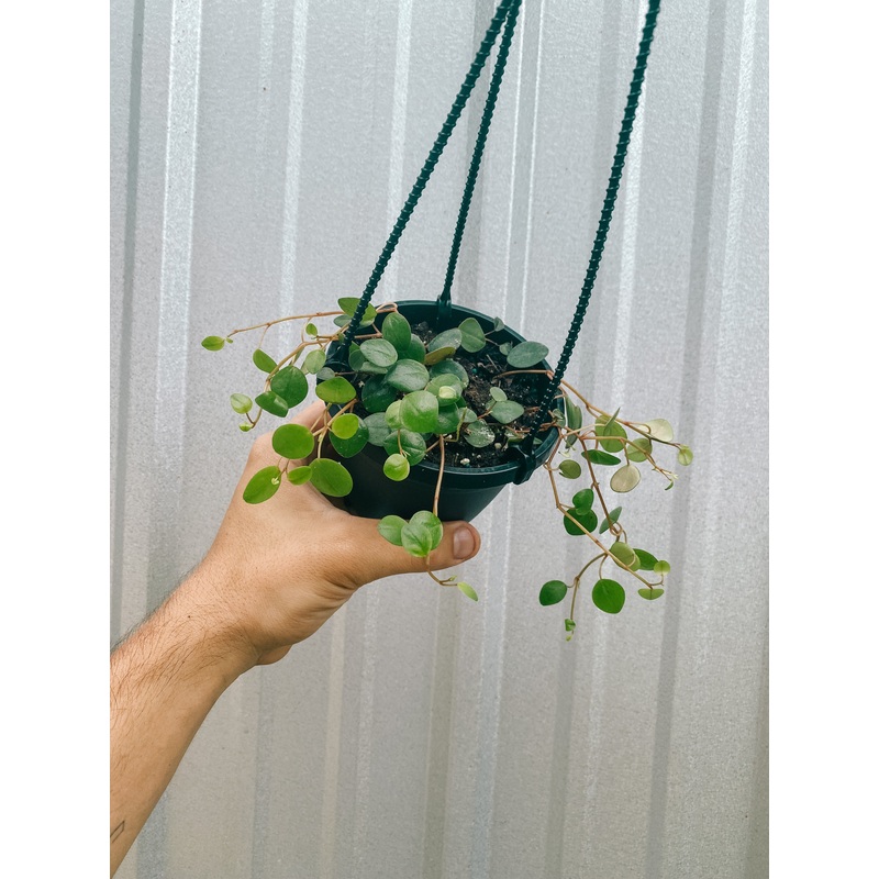 4 Peperomia ‘Pepperspot’ String of Coins (Hanging Basket)