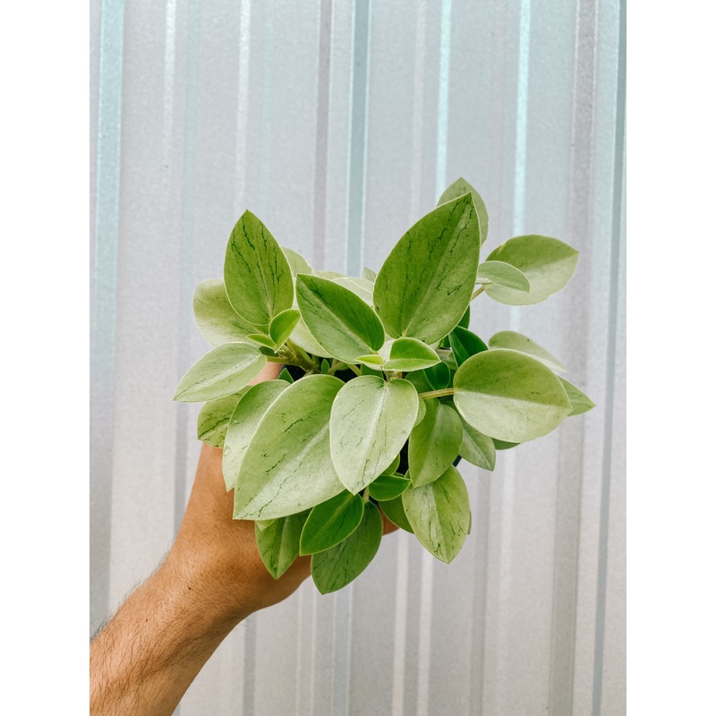 4 Peperomia ‘pixie lime’ (variegated teardrop peperomia)