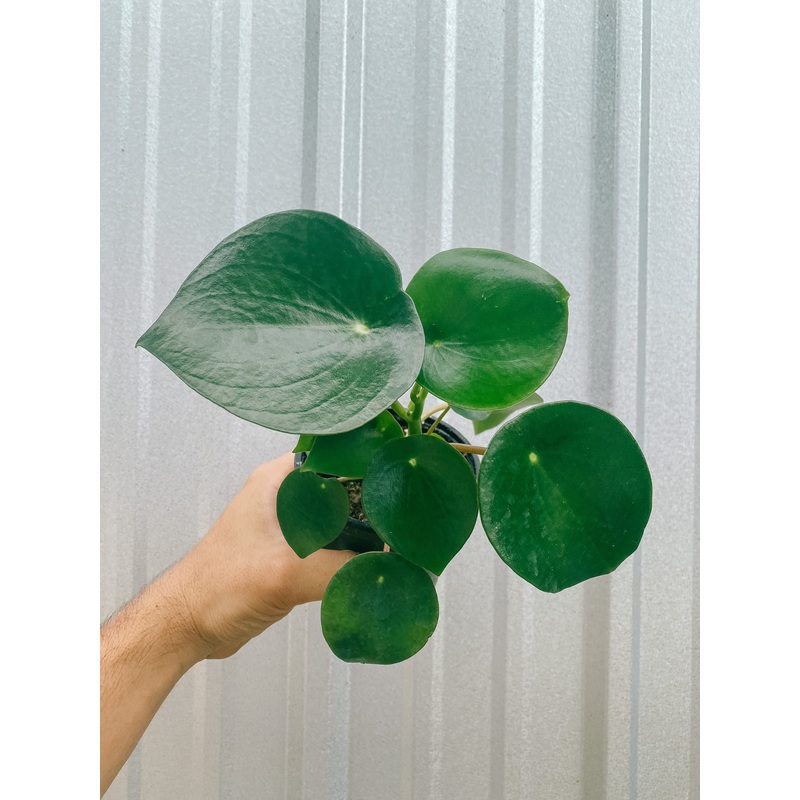 4 Peperomia ‘polybotrya’ (raindrop)
