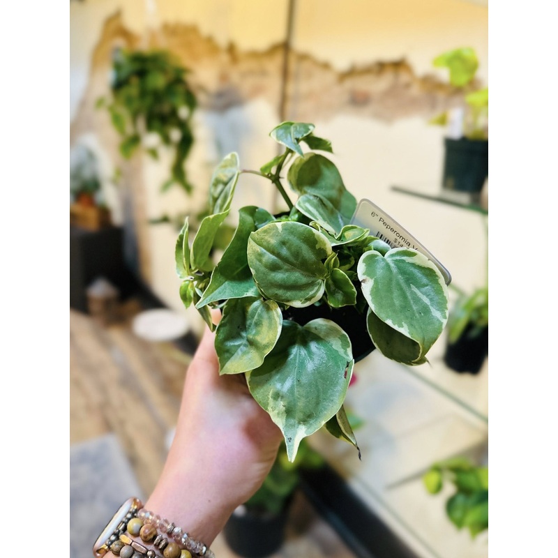 4 Peperomia Variegata