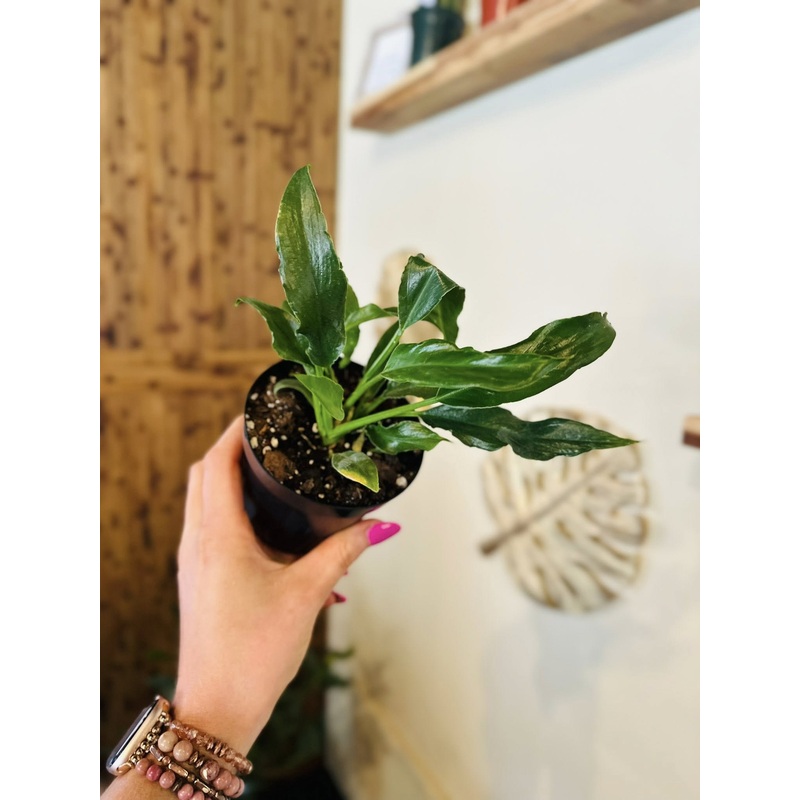 4 Philodendron Heather