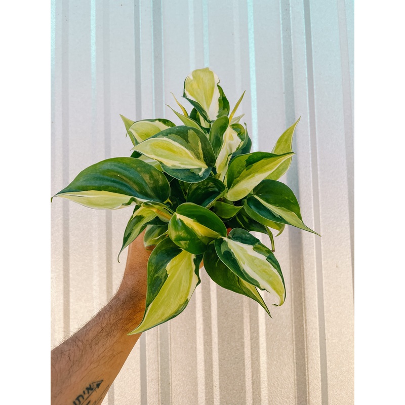 4 Philodendron Hederaceum ‘Cream Splash’
