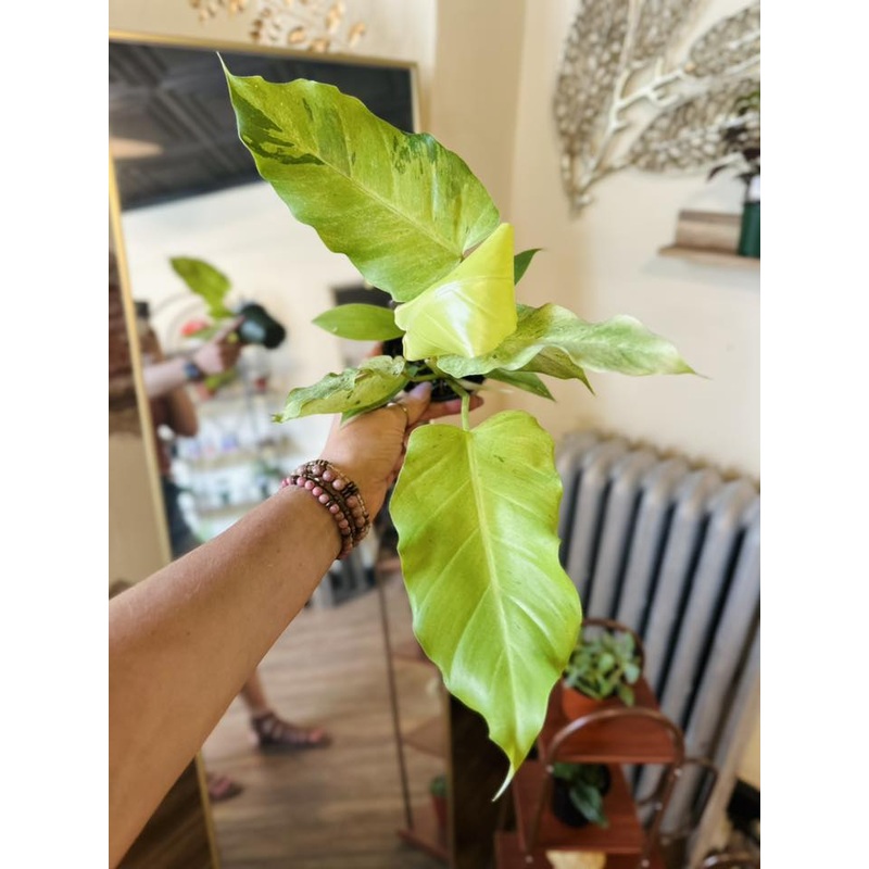 4 Philodendron Snowdrift