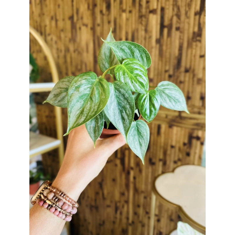 4 Philodendron Sodiroi