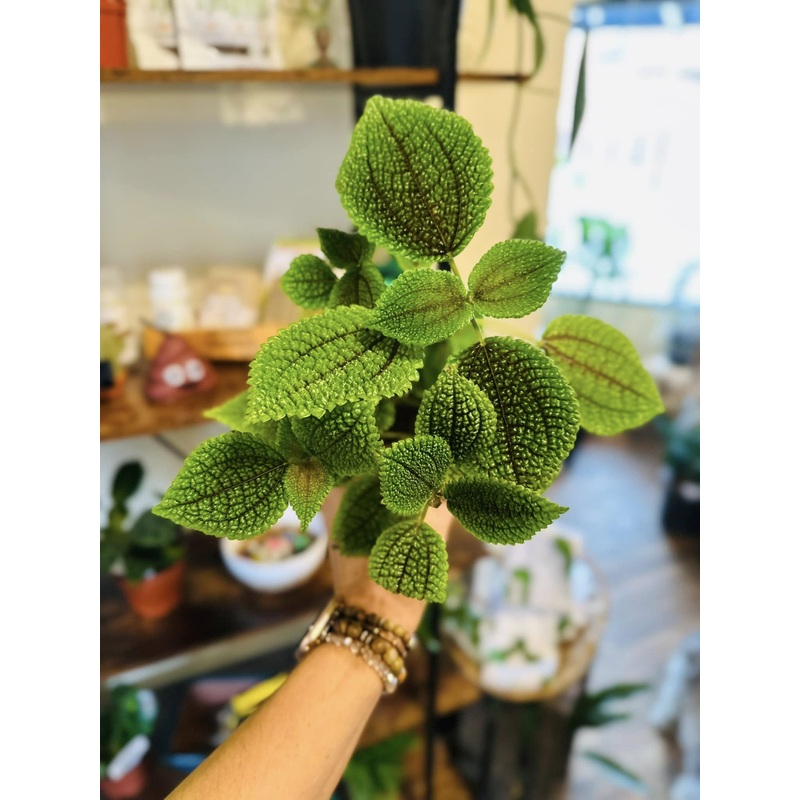4 Pilea Moon Valley
