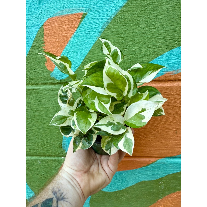 4 Pothos ‘Pearls and Jade’
