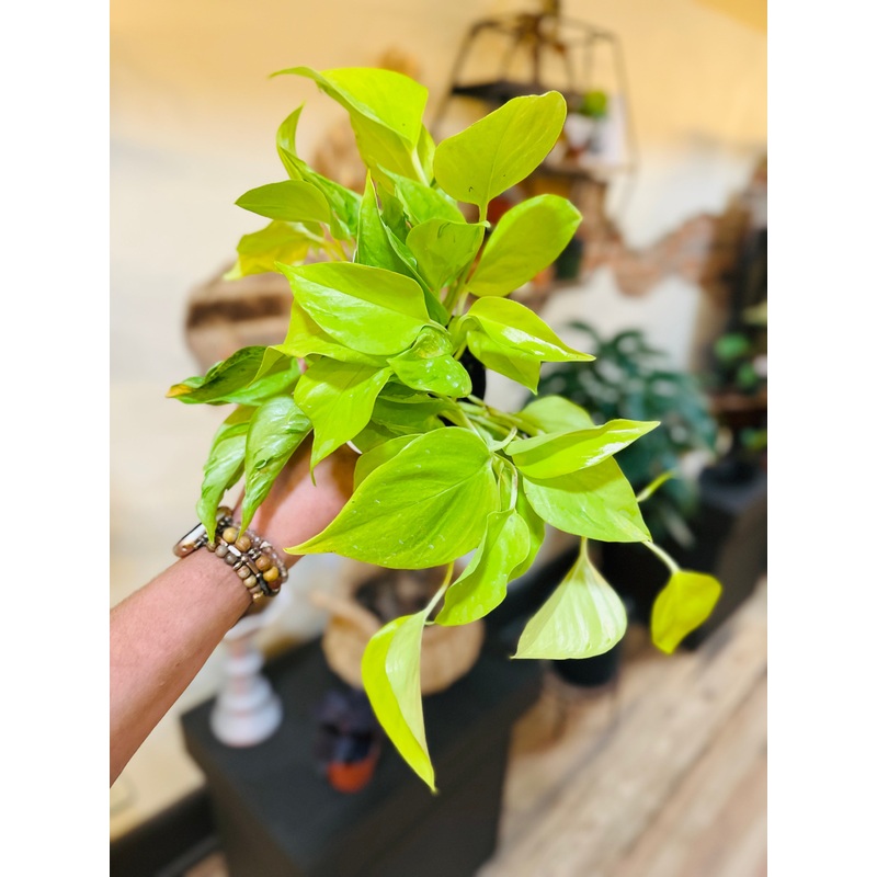 4 Pothos Sao Paulo