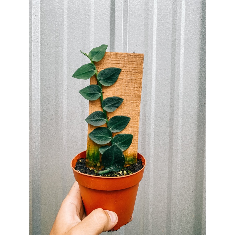 4 Rhaphidophora ‘Hayi’