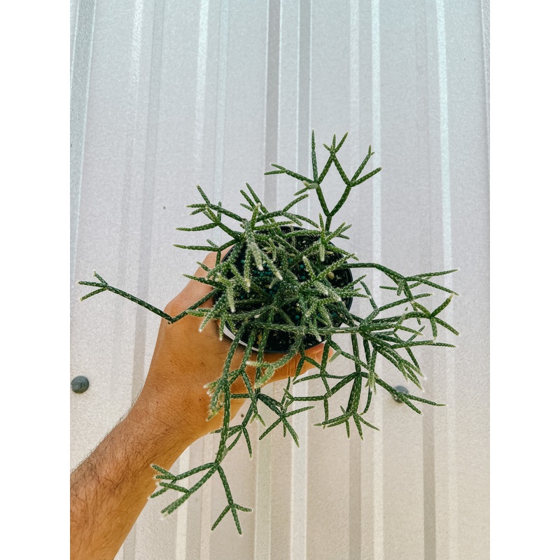 4 Rhipsalis ‘Pilocarpa’ (Mistletoe Cactus)